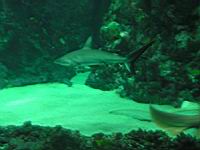 Requin non determine (Brest, Oceanopolis) (6).jpg